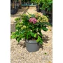 Imagine 1/4 - Kerti hortenzia 'Curly Wurly Pink' - Hydrangea macrophylla