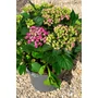 Imagine 2/4 - Kerti hortenzia 'Curly Wurly Pink' - Hydrangea macrophylla