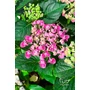 Imagine 3/4 - Kerti hortenzia 'Curly Wurly Pink' - Hydrangea macrophylla
