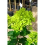 Imagine 2/5 - Bugás Hortenzia 'Magastörzsű' - Hydrangea Paniculata 'Pinklight'