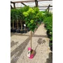 Imagine 1/5 - Bugás Hortenzia 'Magastörzsű' - Hydrangea Paniculata 'Pinklight'