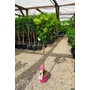 Imagine 4/5 - Bugás Hortenzia 'Magastörzsű' - Hydrangea Paniculata 'Pinklight'