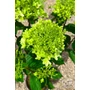 Imagine 3/5 - Bugás Hortenzia 'Magastörzsű' - Hydrangea Paniculata 'Skyfall'