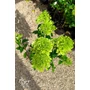 Imagine 4/5 - Bugás Hortenzia 'Magastörzsű' - Hydrangea Paniculata 'Skyfall'