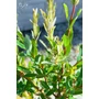 Obraz 6/6 - Fehér-rózsaszín tarka levelű japán fűz 'Hakuro-Nishiki' - Salix integra