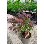 Imagine 2/4 - Japán juhar - Acer palmatum