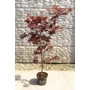 Imagine 1/5 - Japán juhar 'Fireglow' - Acer palmatum