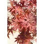 Imagine 2/5 - Japán juhar 'Fireglow' - Acer palmatum