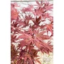 Imagine 3/5 - Japán juhar 'Fireglow' - Acer palmatum
