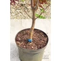 Imagine 4/5 - Japán juhar 'Fireglow' - Acer palmatum
