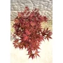 Imagine 5/5 - Japán juhar 'Fireglow' - Acer palmatum