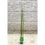 Obraz 2/4 - apán zsurló - Equisetum japonicum eladó