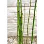 Obraz 3/4 - apán zsurló - Equisetum japonicum eladó