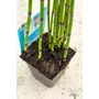 Obraz 4/4 - apán zsurló - Equisetum japonicum eladó