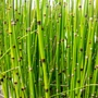 Obraz 1/4 - Japán zsurló - Equisetum japonicum