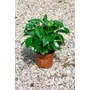 Imagine 1/4 - Kávécserje - Coffea arabica