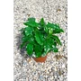 Imagine 2/4 - Kávécserje - Coffea arabica