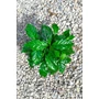 Imagine 3/4 - Kávécserje - Coffea arabica