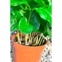 Imagine 4/4 - Kávécserje - Coffea arabica