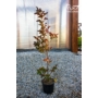 Kép 1/3 - Kínai selyemmirtusz, selyemvirágfa 'Piros' - Lagerstroemia eladó