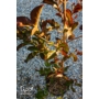 Kép 3/3 - Kínai selyemmirtusz, selyemvirágfa 'Piros' - Lagerstroemia eladó