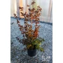 Kép 2/3 - Kínai selyemmirtusz, selyemvirágfa 'Piros' - Lagerstroemia eladó