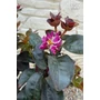 Obraz 2/8 - Kínai selyemmirtusz, selyemvirágfa - Lagerstroemia eladó