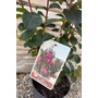 Obraz 3/8 - Kínai selyemmirtusz, selyemvirágfa - Lagerstroemia eladó