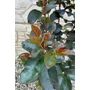 Obraz 4/8 - Kínai selyemmirtusz, selyemvirágfa - Lagerstroemia eladó