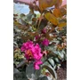 Obraz 6/8 - Kínai selyemmirtusz, selyemvirágfa - Lagerstroemia eladó