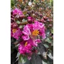Obraz 7/8 - Kínai selyemmirtusz, selyemvirágfa - Lagerstroemia eladó