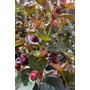 Obraz 8/8 - Kínai selyemmirtusz, selyemvirágfa - Lagerstroemia eladó