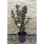 Obraz 1/8 - Kínai selyemmirtusz, selyemvirágfa 'Piros' - Lagerstroemia eladó
