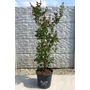 Bild 1/6 - Kínai selyemmirtusz, selyemvirágfa 'Dynamite' - Lagerstroemia indica
