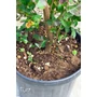 Bild 2/6 - Kínai selyemmirtusz, selyemvirágfa 'Dynamite' - Lagerstroemia indica