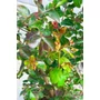 Bild 3/6 - Kínai selyemmirtusz, selyemvirágfa 'Dynamite' - Lagerstroemia indica
