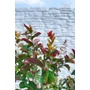 Bild 4/6 - Kínai selyemmirtusz, selyemvirágfa 'Dynamite' - Lagerstroemia indica