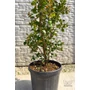 Bild 5/6 - Kínai selyemmirtusz, selyemvirágfa 'Dynamite' - Lagerstroemia indica