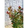 Bild 6/6 - Kínai selyemmirtusz, selyemvirágfa 'Dynamite' - Lagerstroemia indica