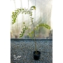 Imagine 1/4 - Kínai selyemmirtusz, selyemvirágfa 'Fehér' - Lagerstroemia eladó
