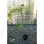Kép 2/4 - Kínai selyemmirtusz, selyemvirágfa 'fehér' - Lagerstroemia eladó