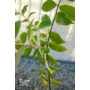 Imagine 3/4 - Kínai selyemmirtusz, selyemvirágfa 'fehér' - Lagerstroemia eladó