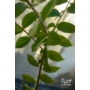 Imagine 4/4 - Kínai selyemmirtusz, selyemvirágfa 'fehér' - Lagerstroemia eladó