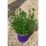 Imagine 2/4 - Angol levendula - Lavandula angustifolia 'Hidcote'
