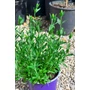 Imagine 3/4 - Angol levendula - Lavandula angustifolia 'Hidcote'