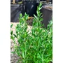 Imagine 4/4 - Angol levendula - Lavandula angustifolia 'Hidcote'