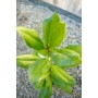 Kép 3/3 - Örökzöld magnólia - Liliomfa - Magnolia grandiflora eladó