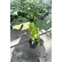 Obraz 1/2 - Könnyezőpálma - Monstera deliciosa 'Thai Constellation'