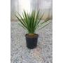 Bild 1/3 - Sárkányfa - Dracaena