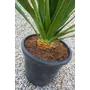 Bild 2/3 - Sárkányfa - Dracaena cserépben